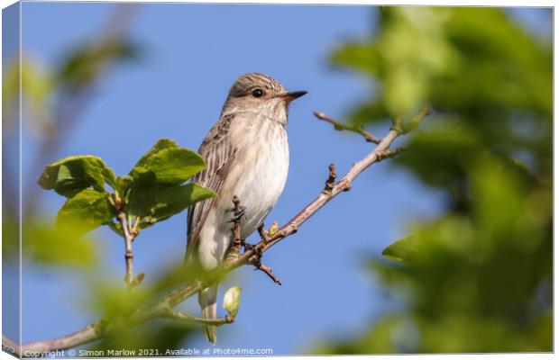 Rare Spotted Flycatcher Resting Canvas Print by Simon Marlow