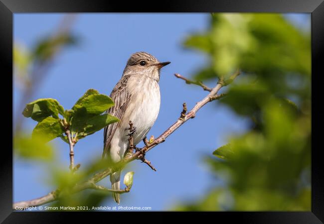Rare Spotted Flycatcher Resting Framed Print by Simon Marlow