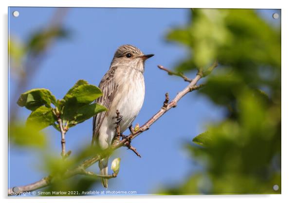 Rare Spotted Flycatcher Resting Acrylic by Simon Marlow