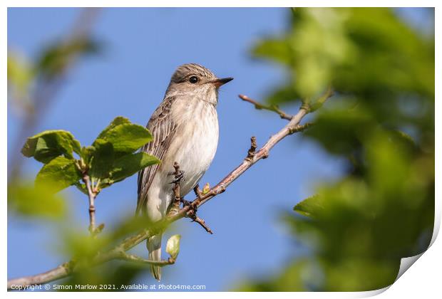 Rare Spotted Flycatcher Resting Print by Simon Marlow