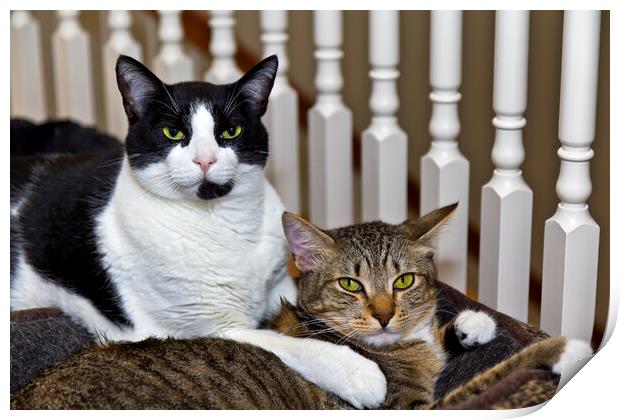 Two cats being relaxed at home  Print by Thomas Baker