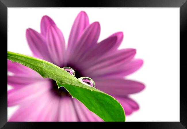 Water Drop Reflection of a Purple African Daisy Flower Framed Print by Antonio Ribeiro