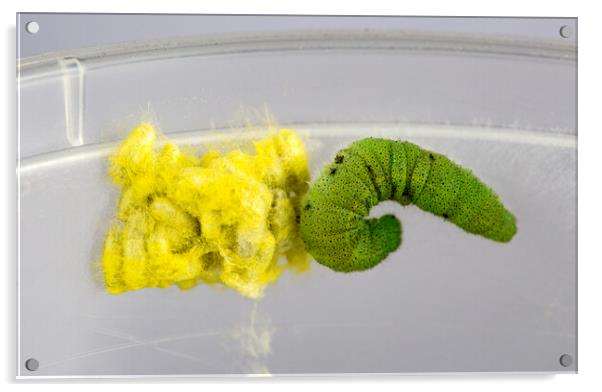 Caterpillar and Wasps Cocoons Acrylic by Antonio Ribeiro