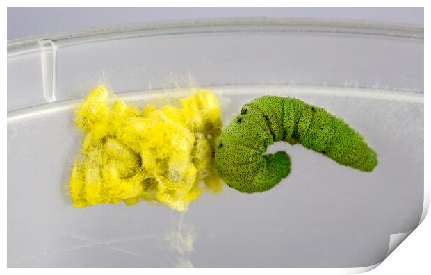 Caterpillar and Wasps Cocoons Print by Antonio Ribeiro