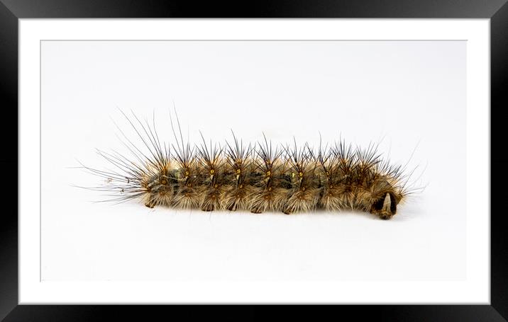 Caterpillar Genus Anthela Framed Mounted Print by Antonio Ribeiro