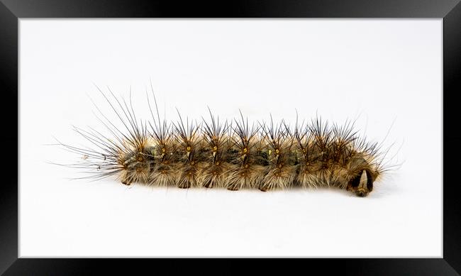 Caterpillar Genus Anthela Framed Print by Antonio Ribeiro
