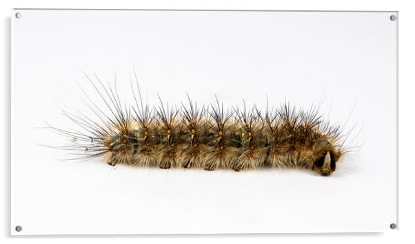 Caterpillar Genus Anthela Acrylic by Antonio Ribeiro