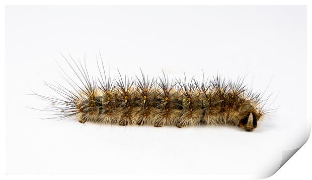 Caterpillar Genus Anthela Print by Antonio Ribeiro