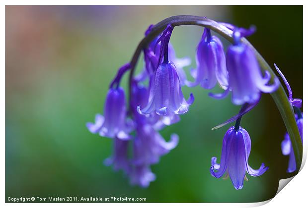 Bluebells for you Print by Tom Maslen