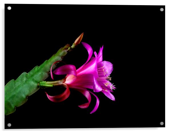 Chiapasia Nelsonii Flower Acrylic by Antonio Ribeiro