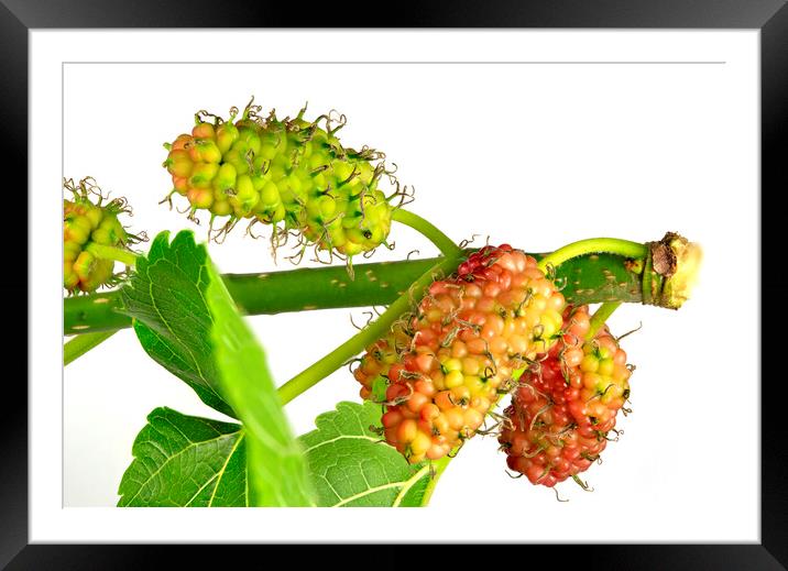 Early Stages of the Mulberry Morus Nigra Fruit Framed Mounted Print by Antonio Ribeiro