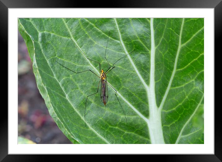 Adult Tiger Crane Fly Framed Mounted Print by Antonio Ribeiro