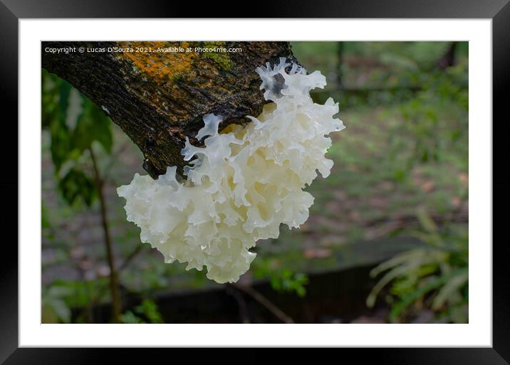 Snow Fungus or Tremella fuciformis Framed Mounted Print by Lucas D'Souza
