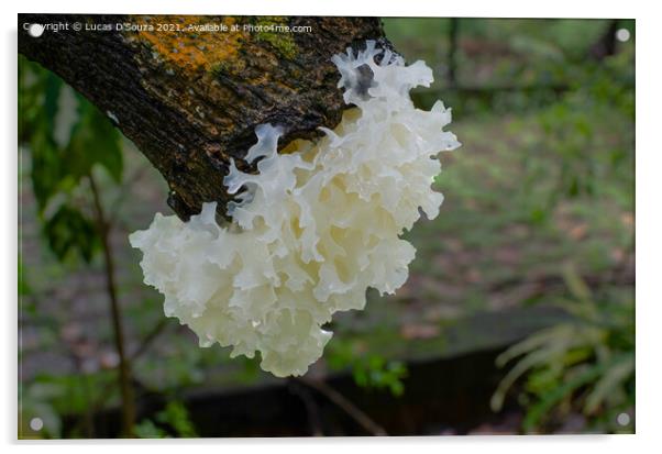 Snow Fungus or Tremella fuciformis Acrylic by Lucas D'Souza