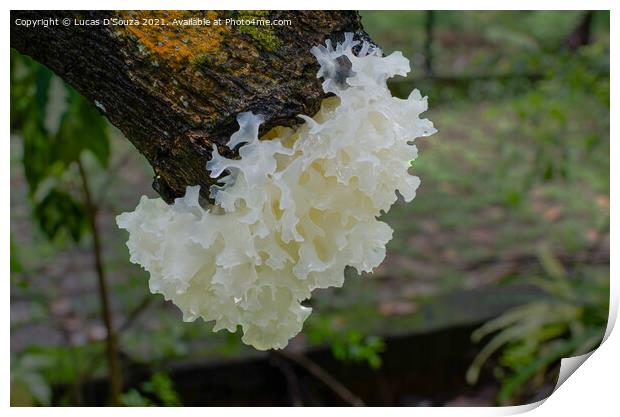 Snow Fungus or Tremella fuciformis Print by Lucas D'Souza