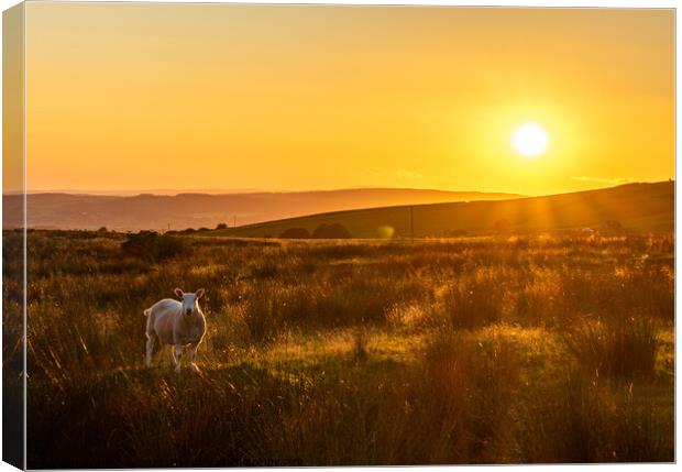 Sheep in Kingsdale Sunset Canvas Print by Jim Day