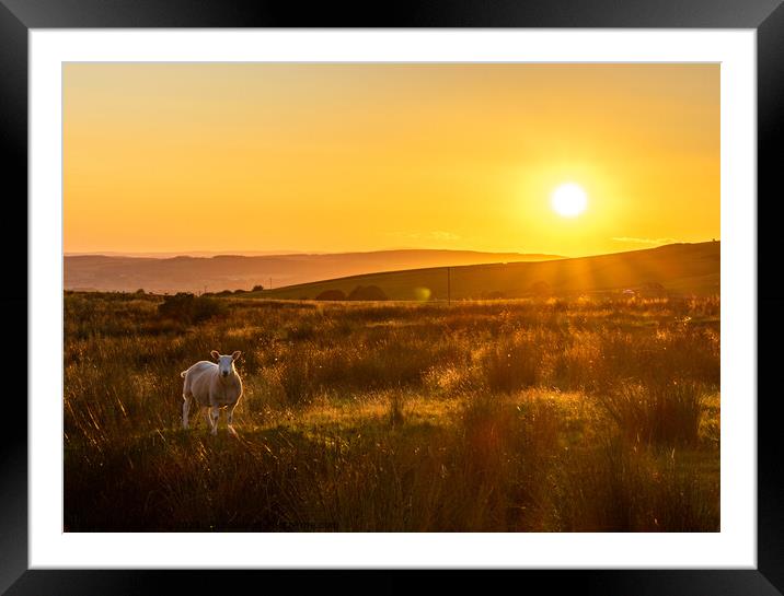Sheep in Kingsdale Sunset Framed Mounted Print by Jim Day