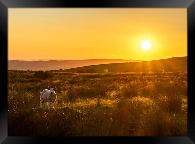 Sheep in Kingsdale Sunset Framed Print by Jim Day