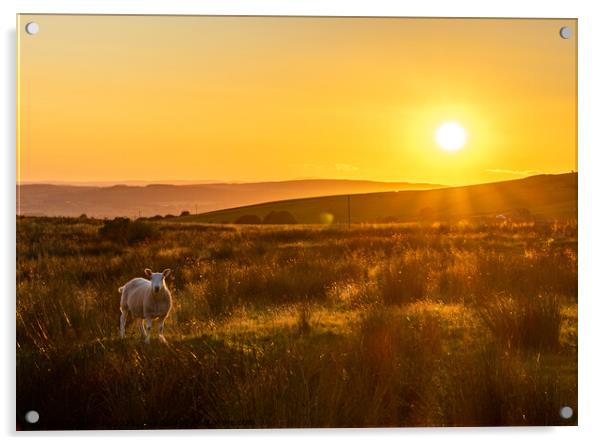 Sheep in Kingsdale Sunset Acrylic by Jim Day