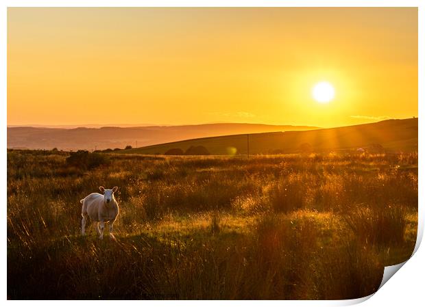Sheep in Kingsdale Sunset Print by Jim Day