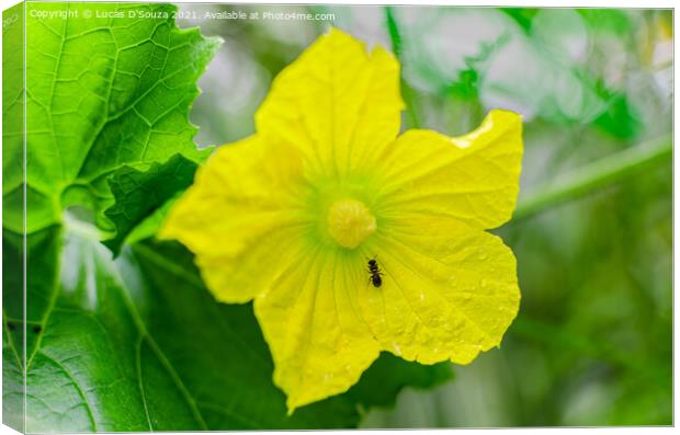 Ant on an ash gourd flower vine and leaves Canvas Print by Lucas D'Souza