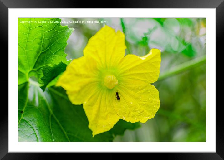 Ant on an ash gourd flower vine and leaves Framed Mounted Print by Lucas D'Souza