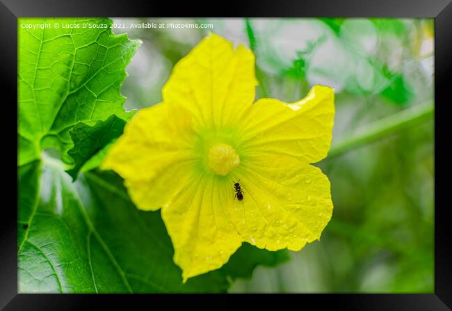Ant on an ash gourd flower vine and leaves Framed Print by Lucas D'Souza
