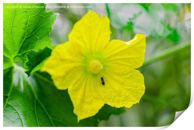 Ant on an ash gourd flower vine and leaves Print by Lucas D'Souza