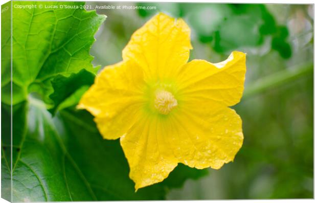 Ash gourd flower vine and leaves Canvas Print by Lucas D'Souza