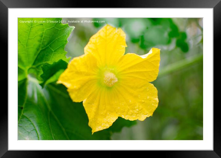 Ash gourd flower vine and leaves Framed Mounted Print by Lucas D'Souza