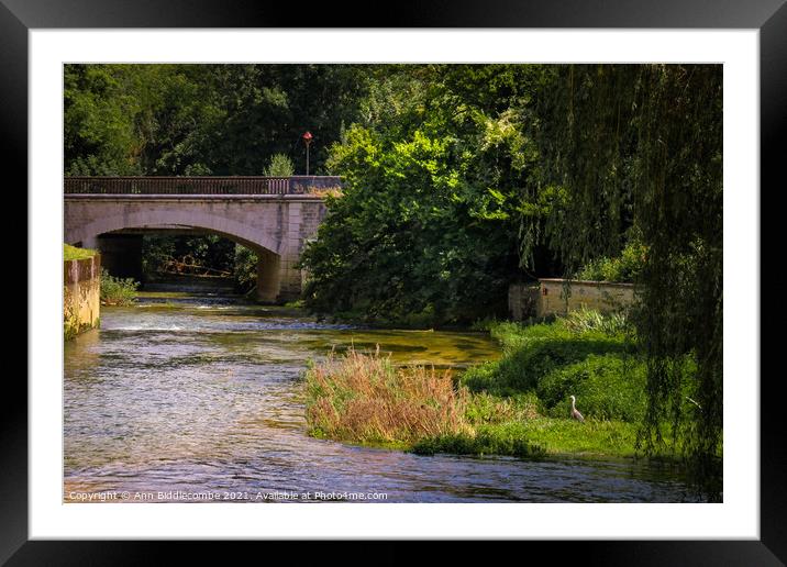 A view of the railway bridge over the river Framed Mounted Print by Ann Biddlecombe