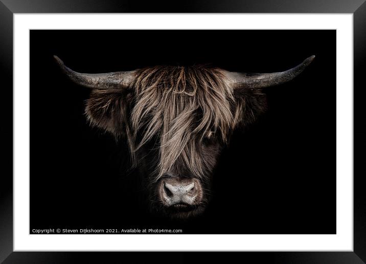 Highland cow close up Framed Mounted Print by Steven Dijkshoorn