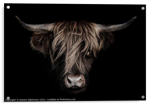 Highland cow close up Acrylic by Steven Dijkshoorn