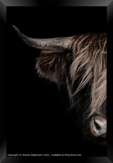 Highland cow portrait Framed Print by Steven Dijkshoorn