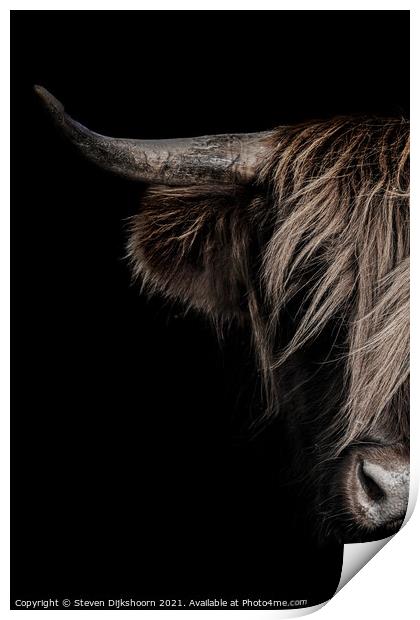 Highland cow portrait Print by Steven Dijkshoorn