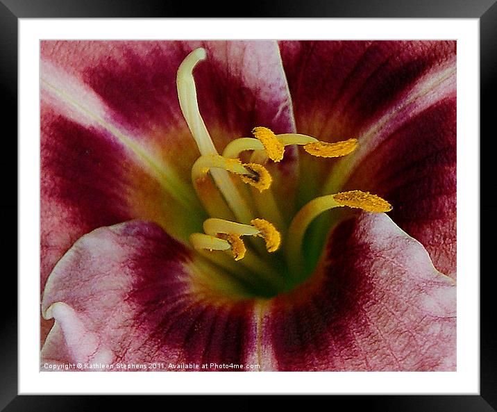 Lily Heart Framed Mounted Print by Kathleen Stephens