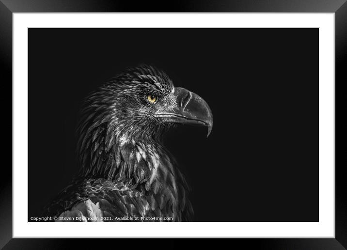 Eagle on a black background Framed Mounted Print by Steven Dijkshoorn