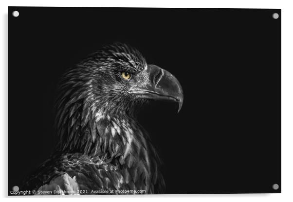 Eagle on a black background Acrylic by Steven Dijkshoorn