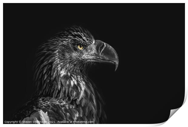 Eagle on a black background Print by Steven Dijkshoorn