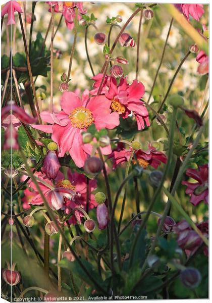 Japanese Anemones  Canvas Print by Antoinette B