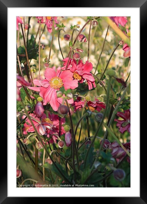 Japanese Anemones  Framed Mounted Print by Antoinette B