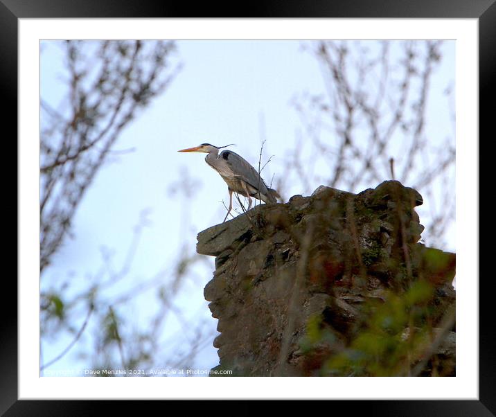 Heron on ruin Framed Mounted Print by Dave Menzies