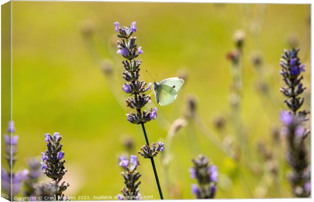 Small White Butterfly on Lavender Canvas Print by Craig Williams