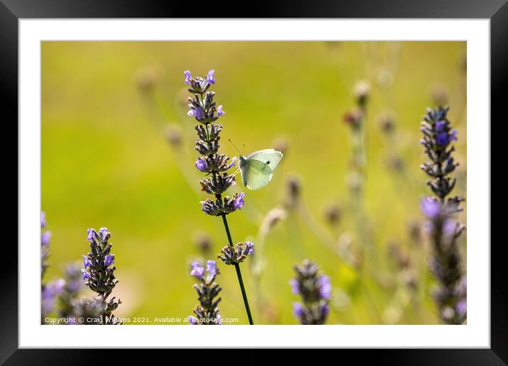 Small White Butterfly on Lavender Framed Mounted Print by Craig Williams