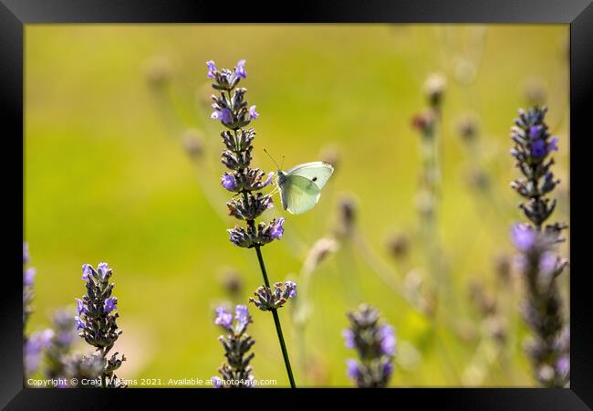 Small White Butterfly on Lavender Framed Print by Craig Williams