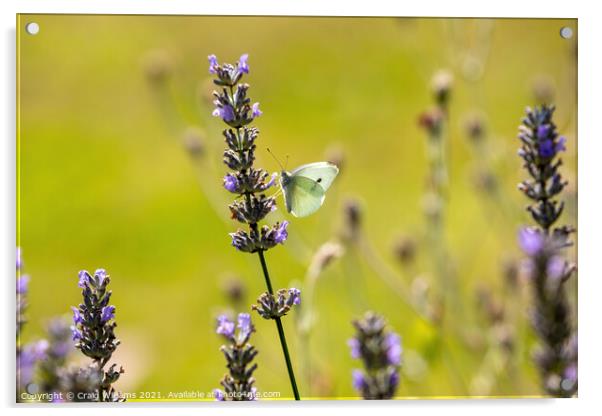 Small White Butterfly on Lavender Acrylic by Craig Williams