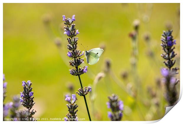 Small White Butterfly on Lavender Print by Craig Williams
