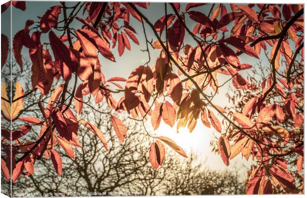 Sunny Autumn Leaves Canvas Print by Nick Hirst