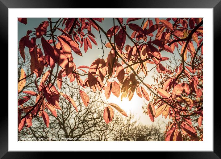 Sunny Autumn Leaves Framed Mounted Print by Nick Hirst