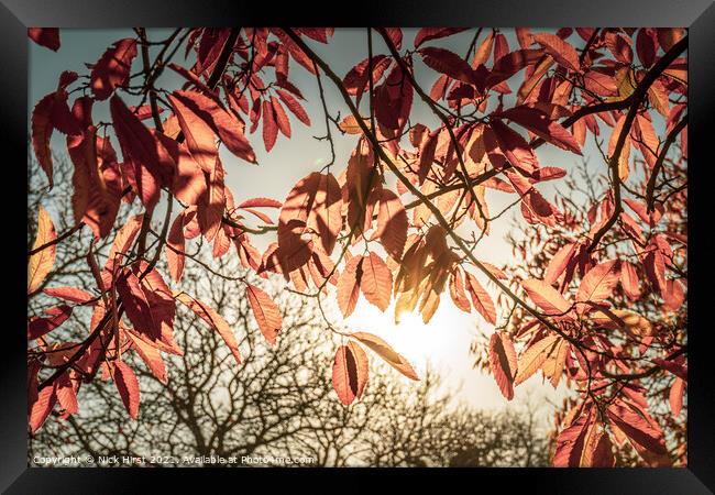 Sunny Autumn Leaves Framed Print by Nick Hirst